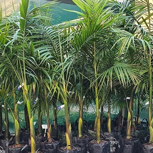 Archontophoenix.jpg Archontophoenix cunninghamiana, Bangalow Palm - 2.5Ltr/3.5Ltr (60/140)