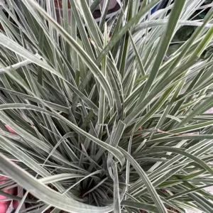 Lomandra l. Arctic Frost