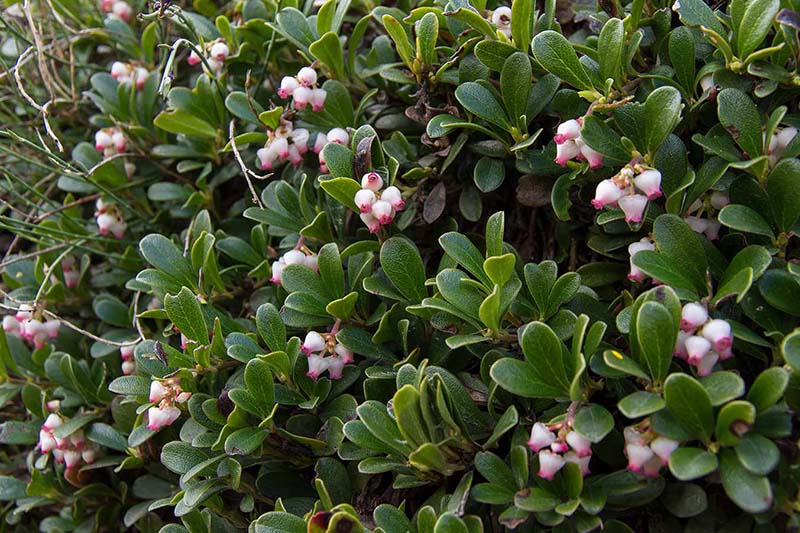 Arctostaphylos Radiant, Bearberry - 2.4L - Image 2