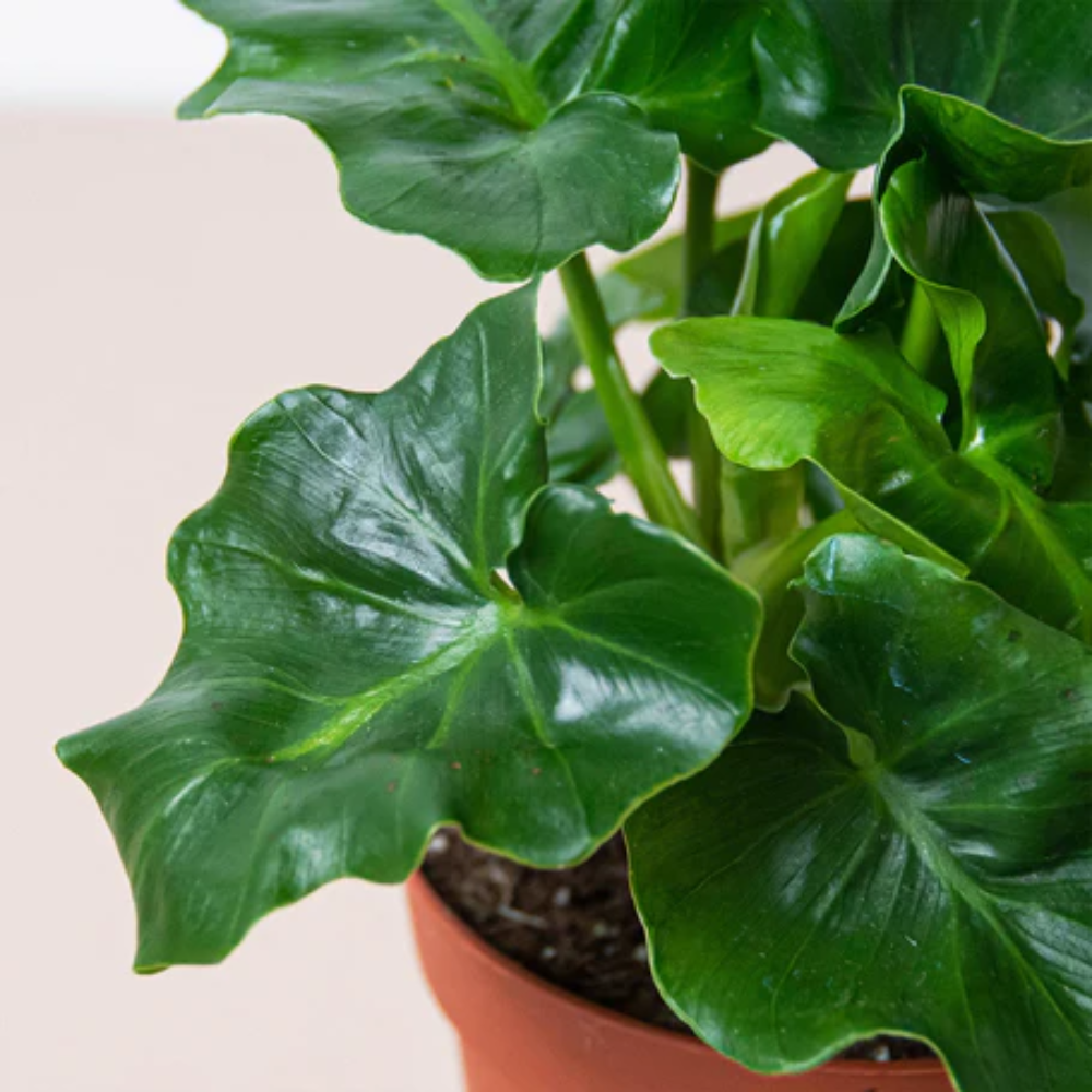 Philodendron s. Atom - 3.5L (20/40) - Image 2