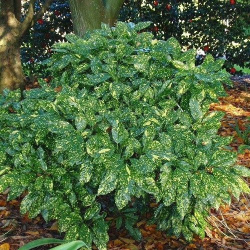 Aucuba Crotonoides.jpg Aucuba crotonoides - 2.5Ltr/3.5Ltr