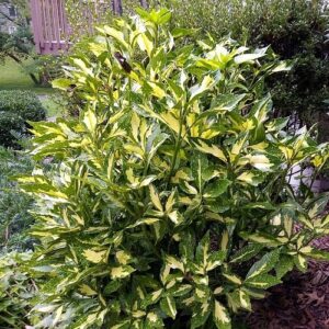 Aucuba Picturata, Spotted Laurel - 2.5Ltr