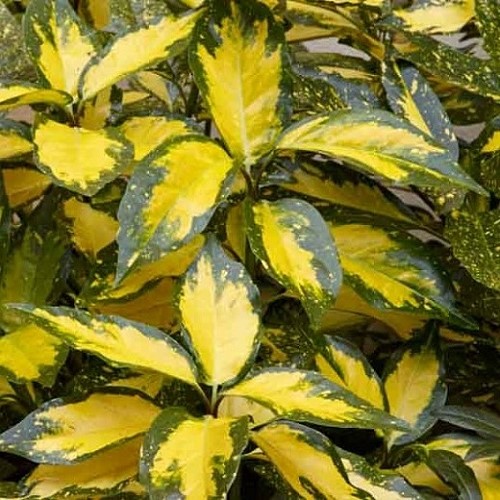 Aucuba Picturata, Spotted Laurel - 2.5Ltr - Image 2