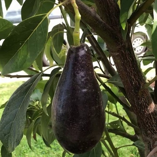 Avocado Mexicola Grande - Pb10 - Image 2