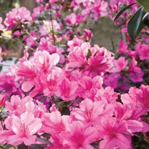 Azalea Salmonea
