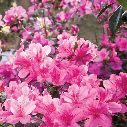 Az Salmonea.jpeg Azalea Salmonea