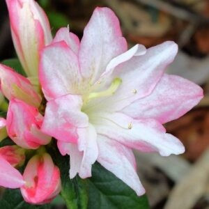 Azalea Honey Bunch - 2.5Ltr/3.5Ltr