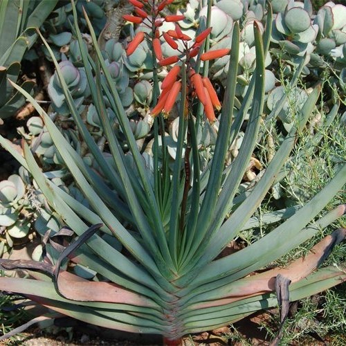 Aloe plicatilis, Fan Aloe - 2Ltr/Pb12 - Image 2