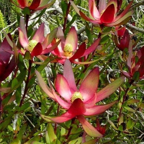 Leucadendron Safari Sunset - Pb5 (40/50)