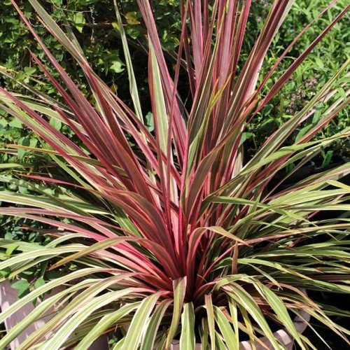 Cordyline x Can Can - Pb6.5
