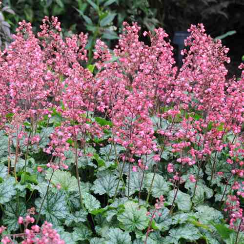 Heuchera Paris - 2Ltr - Image 2