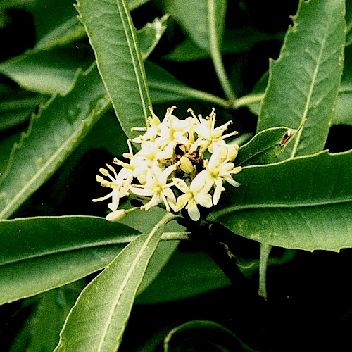 Pittosporum dallii - Image 2