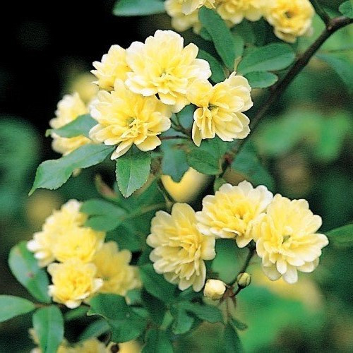 Rosa banksiae Lutea, Lady Banks Rose - Pb5/2Ltr - Image 2