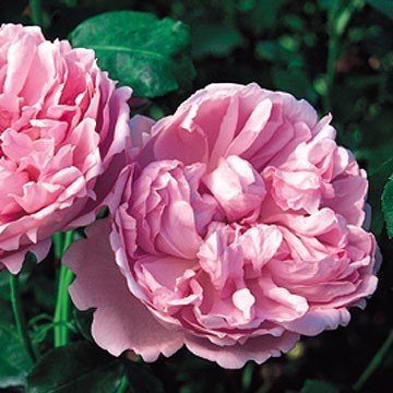 Rose Charles Rennie Mackintosh (Austin bush rose)