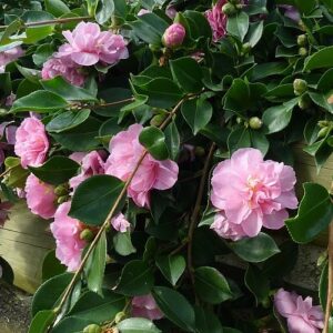 Camellia Marge Miller, (Weeping Topiary Standards) - 15Ltr
