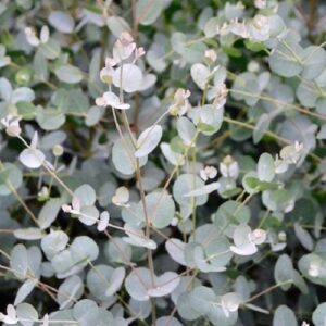 Eucalyptus Blue Sky, Urn Gum - Pb5