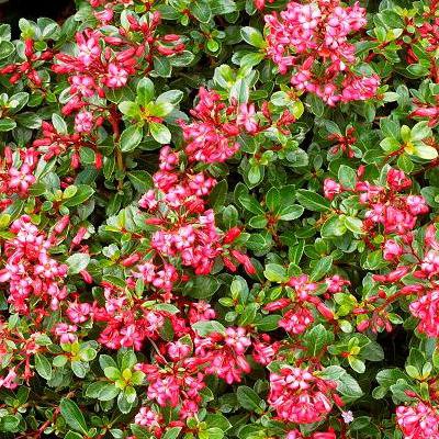 Escallonia Red Dream - Pot - Image 2