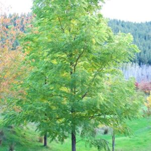 Juglans nigra, Black Walnut - Pb6.5