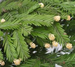 Sequoia sempervirens, Coastal Redwood - Pot 40/60)