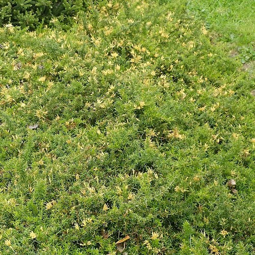 Grevillea prostrata Aurea - Pb5