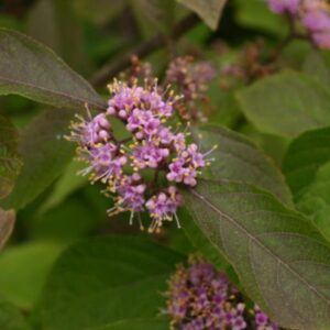 Callicarpa bodinieri - Pb6.5