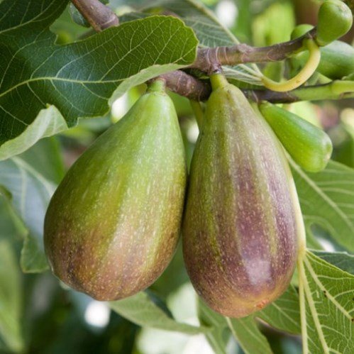 Fig Brunswick - Pb6.5 - Image 2