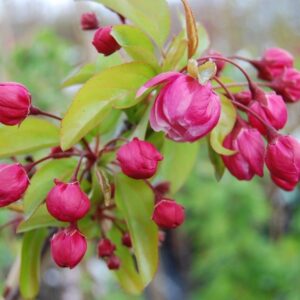 Malus Van Eseltine, Crabapple - Pb18/25Ltr