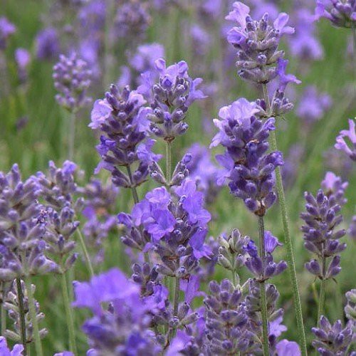 Lavandula angustifolia Hidcote Blue - Pot