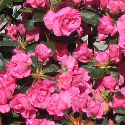 Azalea Pink Ruffles - 1.25Ltr - Image 2