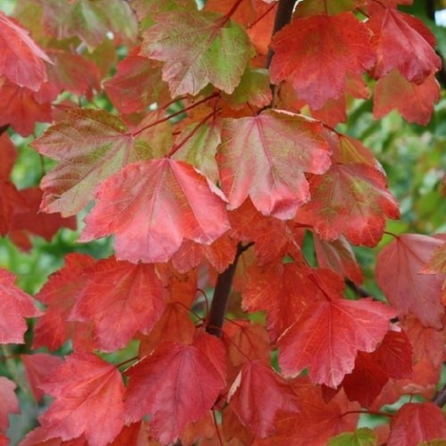 Acer rubrum Columnare, Red Maple - Pb18 - Image 2