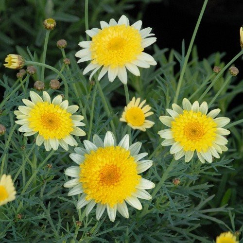 Argyranthemum Honeycomb - 2L