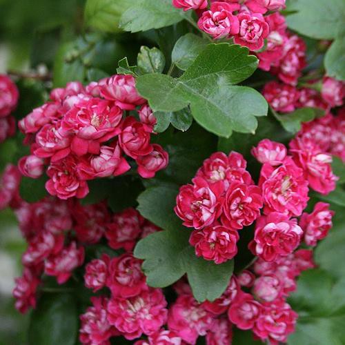 Crataegus Paul's Scarlet, English Hawthorn - Pb28 (170/210 ))