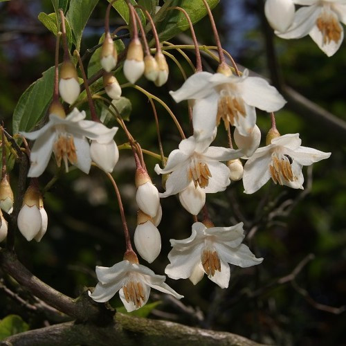 Styrax japonica, Japanese Snowbell - Pb6.5 - Image 2