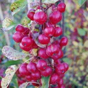 Malus robusta, Crabapple - Pb18