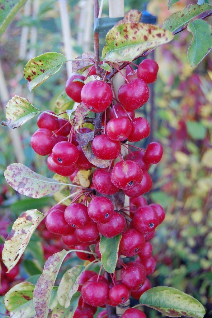 Malus robusta, Crabapple - Pb18