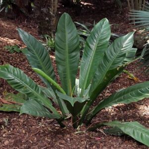 Philodendron wendlandii - 2.5Ltr