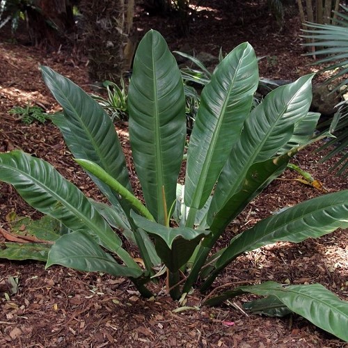 Philodendron wendlandii - 2.5Ltr