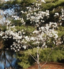 Amelanchier canadensis, Canadian Serviceberry - 50-70cm