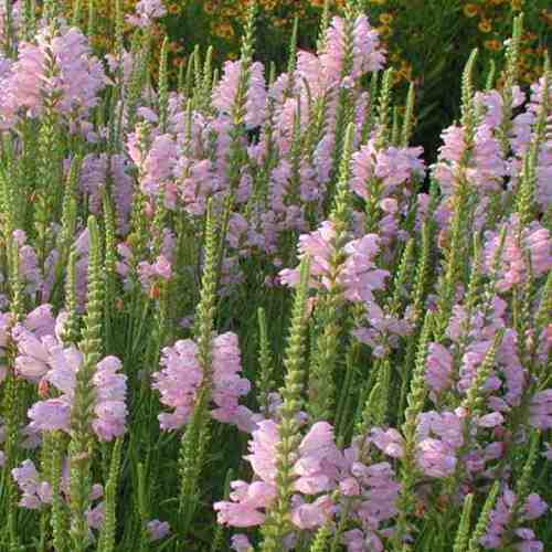 Physostegia virginiana, Obedient Plant - Pb5 - Image 2
