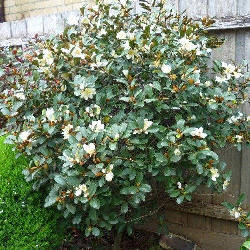 Michelia Inspiration - 1m tall, bushy , 2.4Ltr