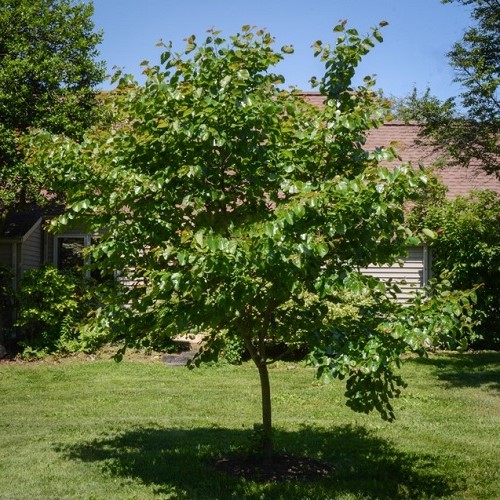 Cercis x Oklahoma - Pb28 - Image 3