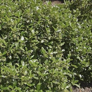 Coprosma lucida, Shiny Karamu - Pb3 (20/40)