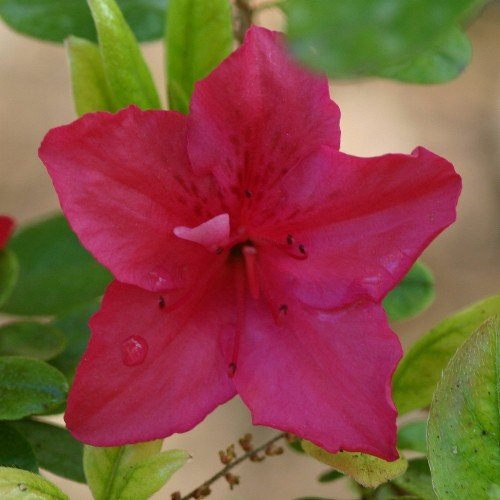 Azalea Red Glitters - 1.25Ltr - Image 2