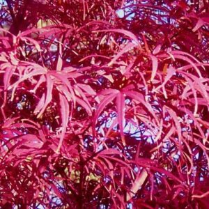 Acer Beni Otake - Pb28