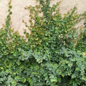 Ficus pumila, Creeping Fig - 2Ltr/2.5Ltr