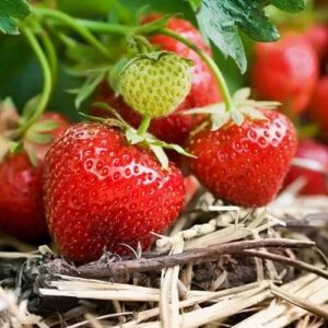 Strawberry Camarosa - Pot
