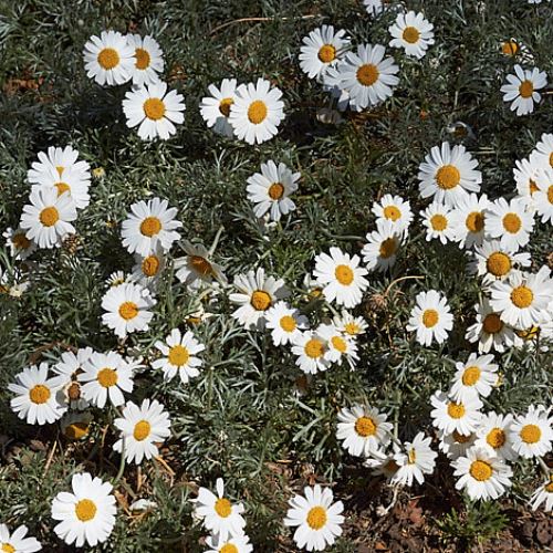 Rhodanthemum hosmariense, Moroccan Daisy - 1.3Ltr - Image 2