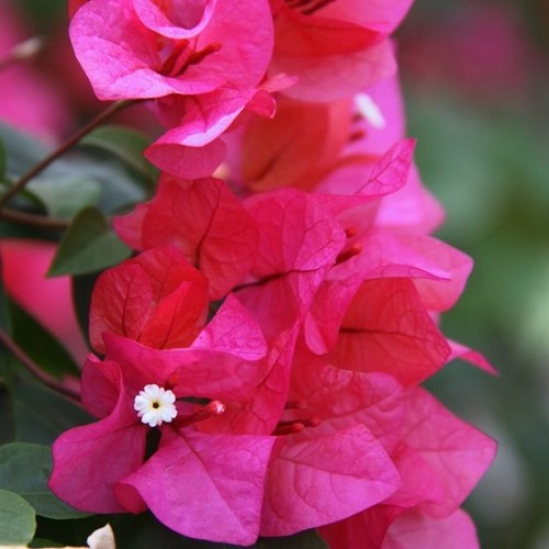Bougainvillea Plum Crazy - 1.5Ltr