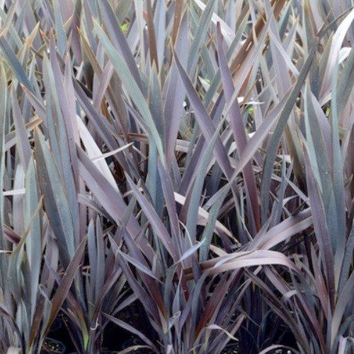 Phormium t. Dark Delight, Flax - Pb6.5 (20/70) - Image 2