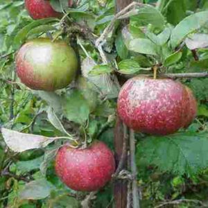 Apple Cornish Aromatic - Pb12
